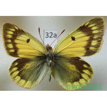 Colias nina tsurpuana Grieshuber, 1996 China32a